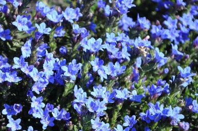 Steenzaad Lithodora diffusa 'Heavenly Blue' 5-10 Pot P9 Lithodora diffusa 'Heavenly Blue'