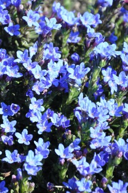 Steenzaad Lithodora diffusa 'Heavenly Blue' 5-10 Pot P9 Lithodora diffusa 'Heavenly Blue'