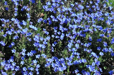 Steenzaad Lithodora diffusa 'Heavenly Blue' 5-10 Pot P9 Lithodora diffusa 'Heavenly Blue'