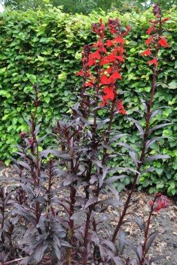 Lobelia Lobelia fulgens 'Queen Victoria' 5-10 Pot P9