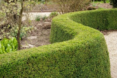 Lonicera nitida 'Elegant' P9 5-10