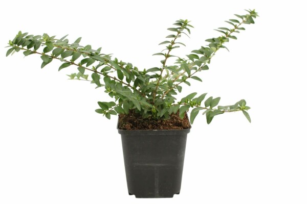 Lonicera nitida 'Maigrün' struik 5-10 cm