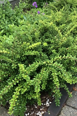 Lonicera nitida 'Maigrün' struik 5-10 cm