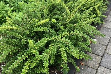 Lonicera nitida 'Maigrün' struik 5-10 cm