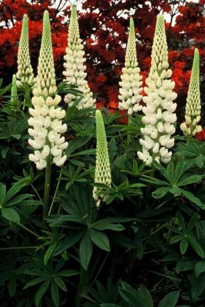 Lupine Lupinus 'Noble Maiden' 5-10 Pot P9 Lupinus 'Noble Maiden'