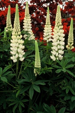 Lupine Lupinus 'Noble Maiden' 5-10 Pot P9