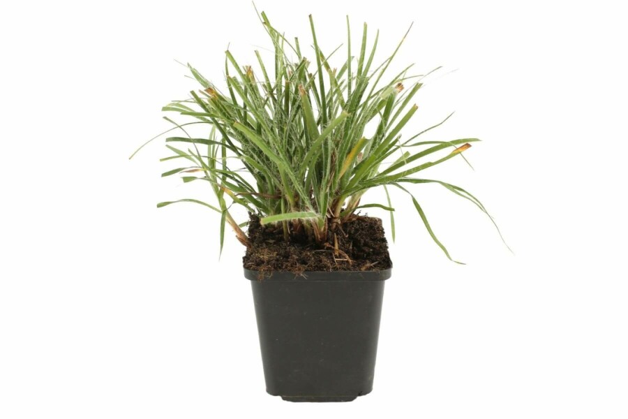 Veldbies Luzula nivea 5-10 Pot P9 Luzula nivea