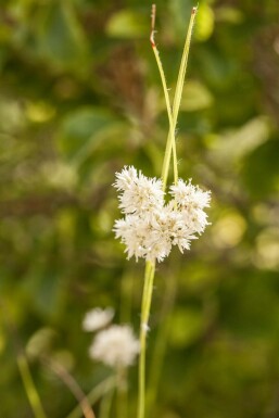 Veldbies Luzula nivea 5-10 Pot P9 Luzula nivea