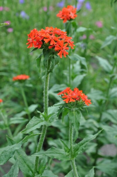 Lychnis chalcedonica