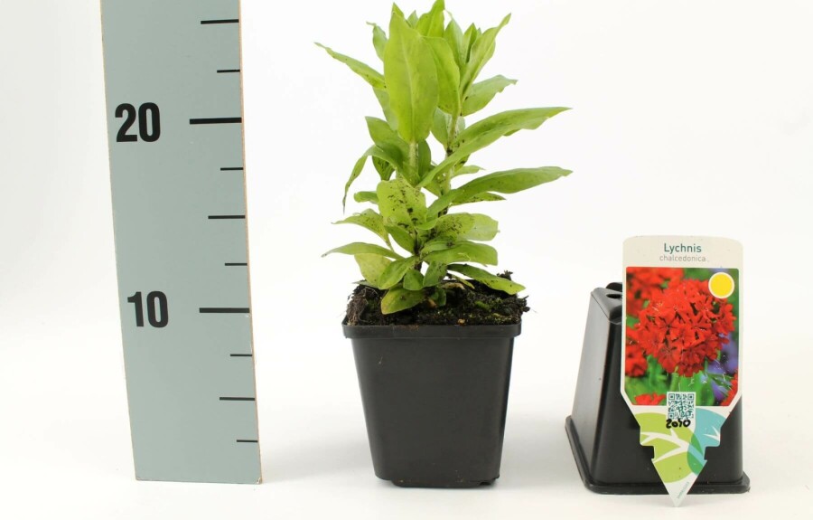 Brandende liefde Lychnis chalcedonica 5-10 Pot P9 Lychnis chalcedonica