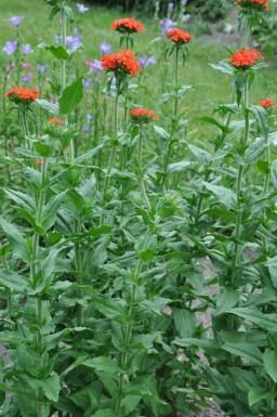 Brandende liefde Lychnis chalcedonica 5-10 Pot P9