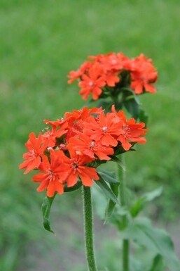 Brandende liefde Lychnis chalcedonica 5-10 Pot P9 Lychnis chalcedonica