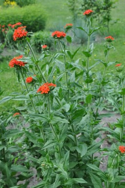 Brandende liefde Lychnis chalcedonica 5-10 Pot P9