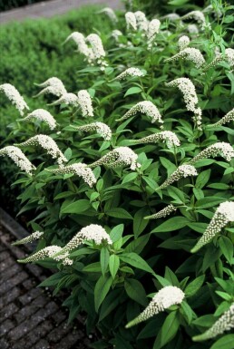 Wederik Lysimachia clethroides 5-10 Pot P9 Lysimachia clethroides