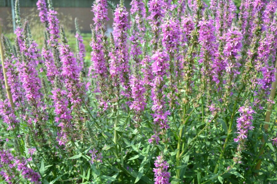 Grote kattenstaart Lythrum salicaria 5-10 Pot P9 Lythrum salicaria