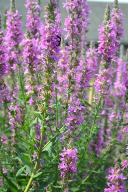 Grote kattenstaart Lythrum salicaria 5-10 Pot P9 Lythrum salicaria