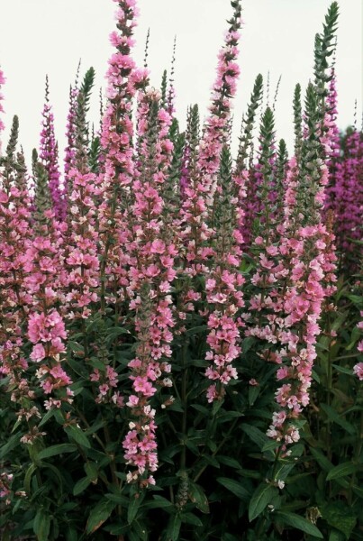 Kattenstaart Lythrum salicaria 'Blush' 5-10 Pot P9 Lythrum salicaria 'Blush'