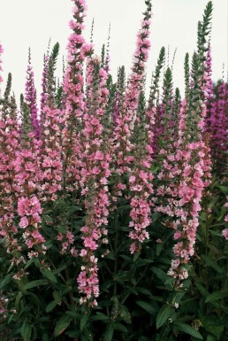 Kattenstaart Lythrum salicaria 'Blush' 5-10 Pot P9 Lythrum salicaria 'Blush'