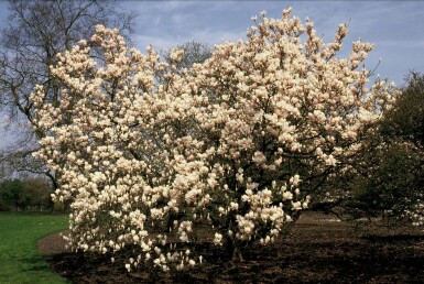 Beverboom Magnolia soulangeana Struik 100-125 Pot C12 Magnolia soulangeana struik 100-125 cm