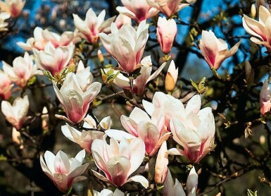 Beverboom Magnolia soulangeana Struik 125-150 Pot C12 Magnolia soulangeana struik 125-150 cm