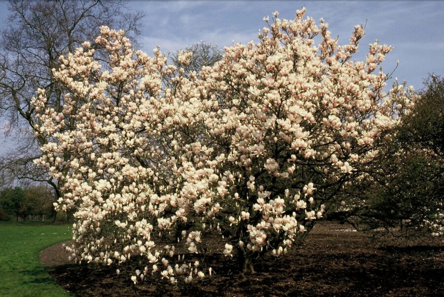 Beverboom Magnolia soulangeana Struik 20-30 Pot C2 Magnolia soulangeana struik 20-30 cm
