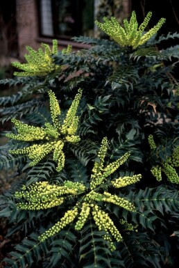 Mahoniestruik Mahonia media 'Winter Sun' Struik 20-30 Pot C3