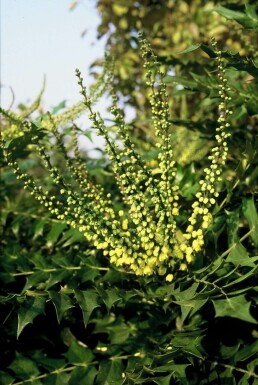 Mahoniestruik Mahonia media 'Winter Sun' Struik 20-30 Pot C3