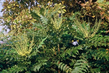 Mahoniestruik Mahonia media 'Winter Sun' Struik 20-30 Pot C3