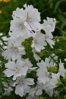 Kaasjeskruid Malva moschata 'Alba' 5-10 Pot P9