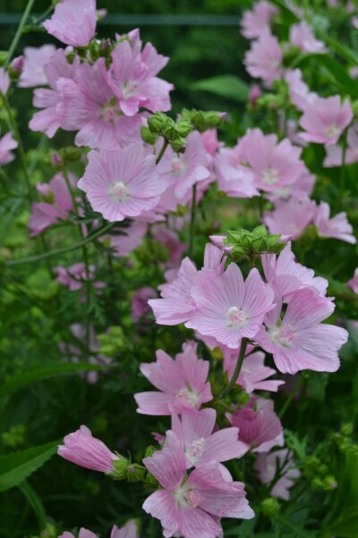 Muskuskaasjeskruid Malva moschata 'Rosea' 5-10 Pot P9 Malva moschata 'Rosea'