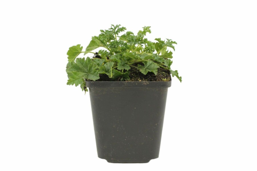 Muskuskaasjeskruid Malva moschata 'Rosea' 5-10 Pot P9 Malva moschata 'Rosea'