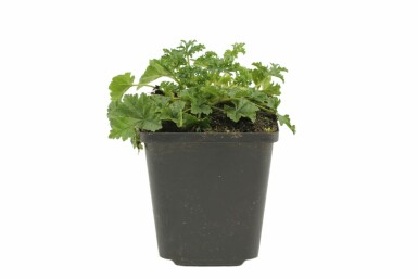Malva moschata 'Rosea'