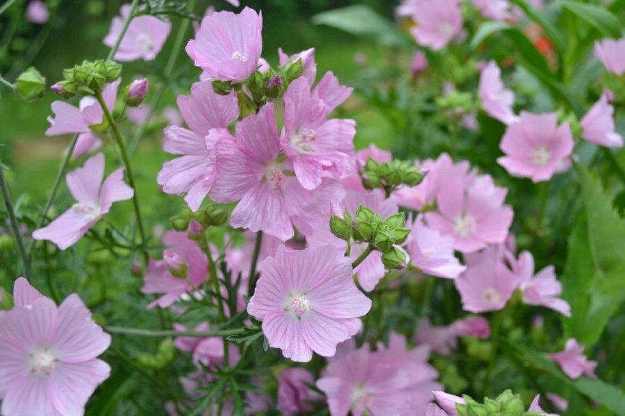 Muskuskaasjeskruid Malva moschata 'Rosea' 5-10 Pot P9 Malva moschata 'Rosea'