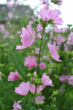 Malva moschata 'Rosea'