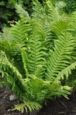 Struisvaren Matteuccia struthiopteris 5-10 Pot P9 Matteuccia struthiopteris