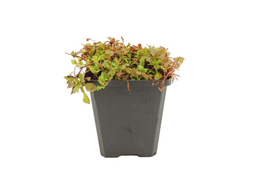 Mazus Mazus reptans 5-10 Pot P9 Mazus reptans