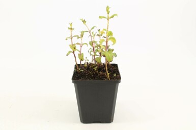 Mentha piperita