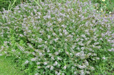 Pepermunt Mentha piperita 5-10 Pot P9 Mentha piperita
