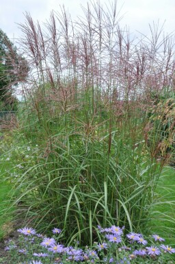 Chinees riet Miscanthus sinensis 'Ferner Osten' 10-15 Pot P11 Miscanthus sinensis 'Ferner Osten'