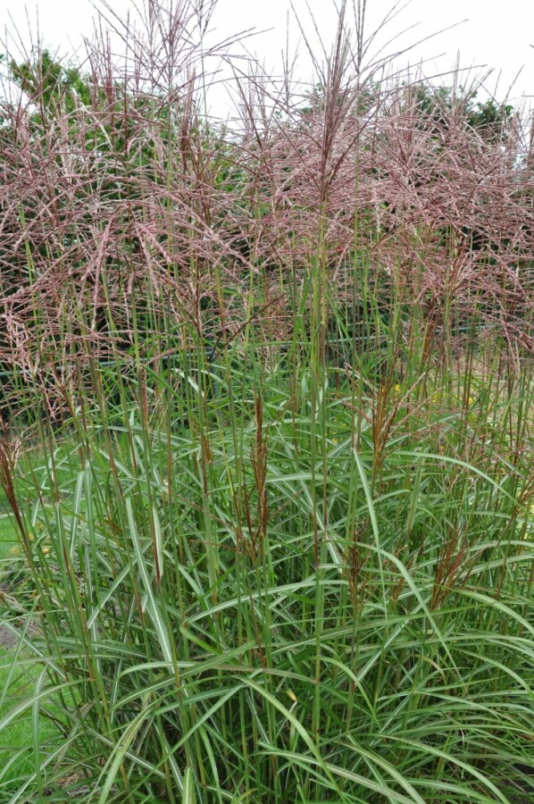 Chinees riet Miscanthus sinensis 'Ferner Osten' 10-15 Pot P11 Miscanthus sinensis 'Ferner Osten'