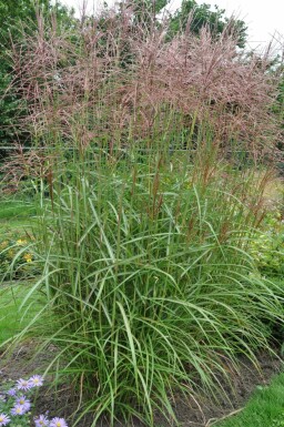 Chinees riet Miscanthus sinensis 'Ferner Osten' 5-10 Pot P9 Miscanthus sinensis 'Ferner Osten'