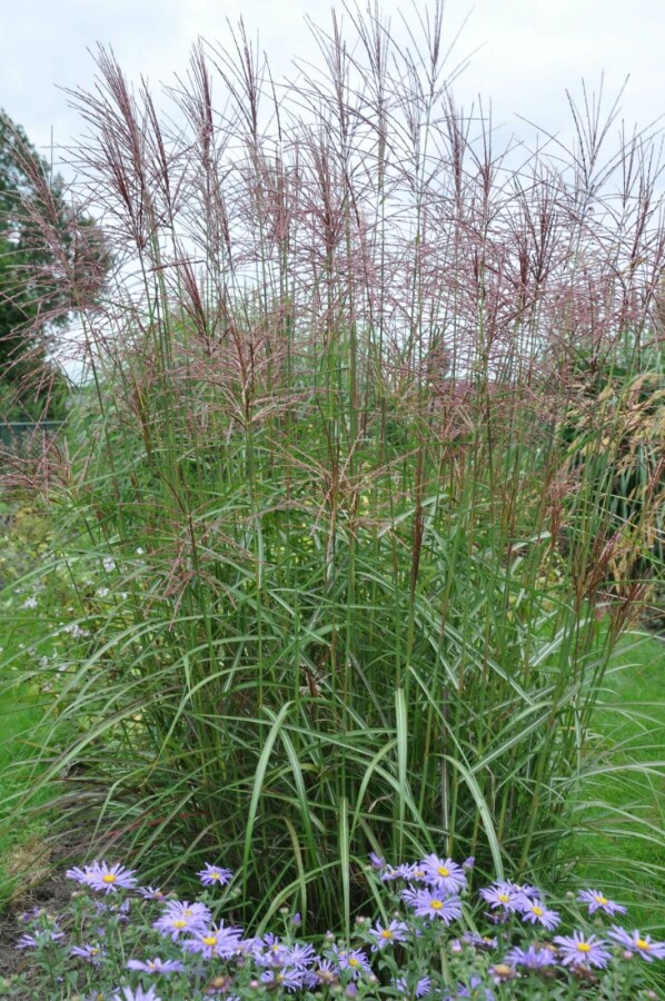 Chinees riet Miscanthus sinensis 'Ferner Osten' 5-10 Pot P9 Miscanthus sinensis 'Ferner Osten'