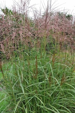 Chinees riet Miscanthus sinensis 'Ferner Osten' 5-10 Pot P9 Miscanthus sinensis 'Ferner Osten'
