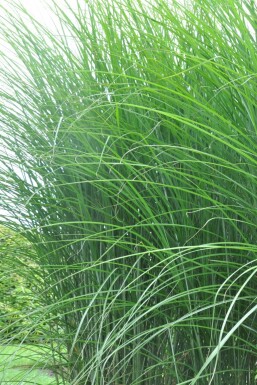 Prachtriet Miscanthus sinensis 'Gracillimus' 10-15 Pot P11 Miscanthus sinensis 'Gracillimus'