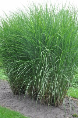 Prachtriet Miscanthus sinensis 'Gracillimus' 5-10 Pot P9