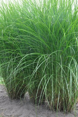 Prachtriet Miscanthus sinensis 'Gracillimus' 5-10 Pot P9 Miscanthus sinensis 'Gracillimus'