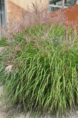 Prachtriet Miscanthus sinensis 'Kleine Silberspinne' 10-15 Pot P11 Miscanthus sinensis 'Kleine Silberspinne'