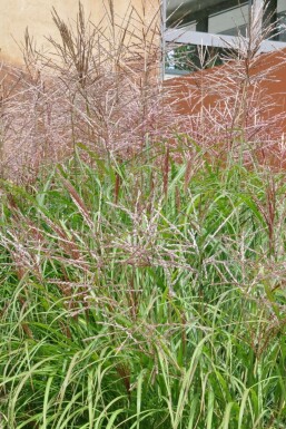 Prachtriet Miscanthus sinensis 'Kleine Silberspinne' 10-15 Pot P11 Miscanthus sinensis 'Kleine Silberspinne'