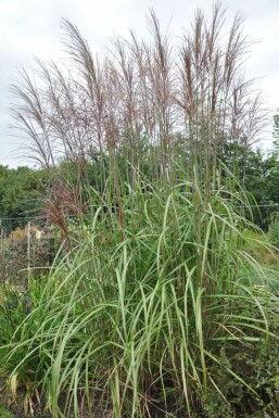 Japans sierriet Miscanthus sinensis 'Malepartus' 5-10 Pot P9