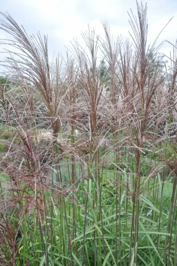 Japans sierriet Miscanthus sinensis 'Malepartus' 5-10 Pot P9